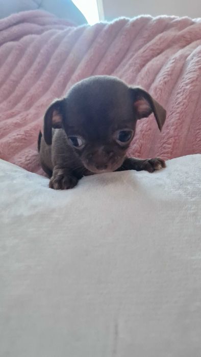 Chihuahua sunia maleńka czekoladka cudowna