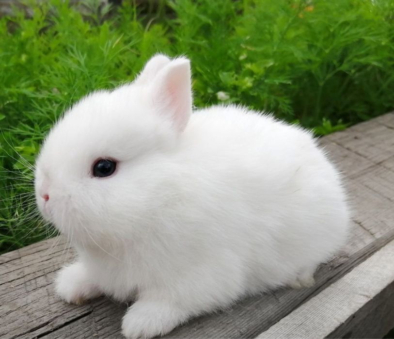 Кролики МИНИ (Карликовые) | Все для домашних животных