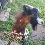 Cabras anãs para troca