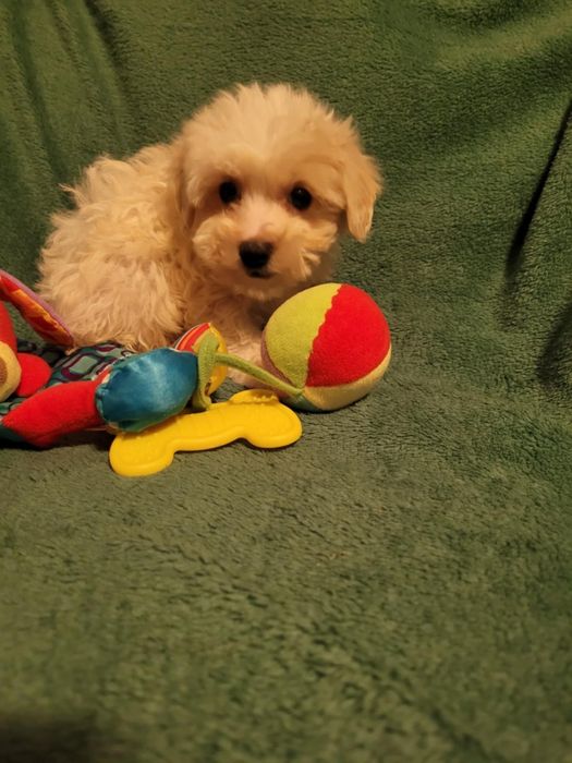 Maltipoo chłopiec Warszawa maltańczyk pudel
