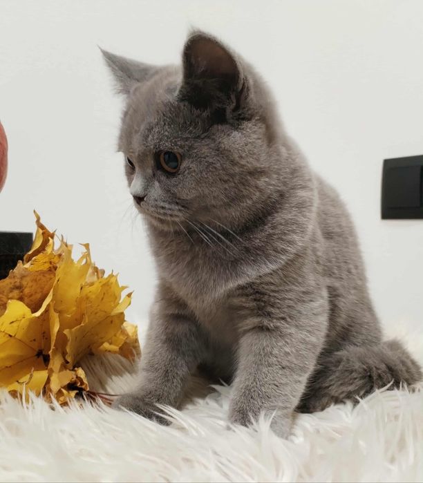 Kocięta Brytyjskie z rodowodem