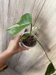Monstera variegata
