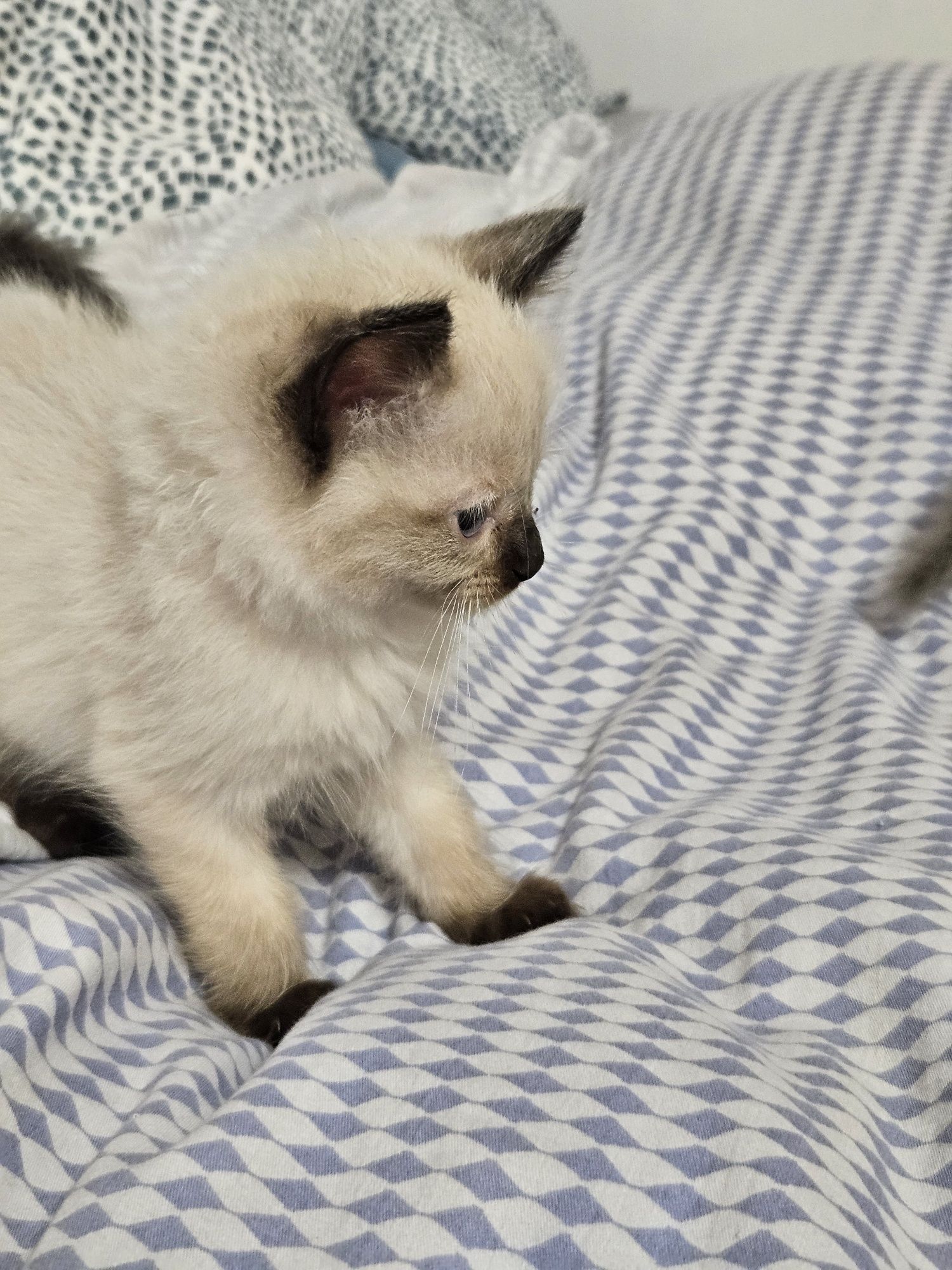 Cudna Kotka Ragdoll