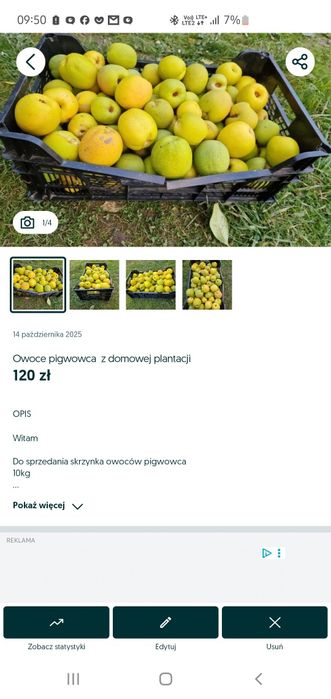 Owoce pigwowca dla Pana Romka.  10kg