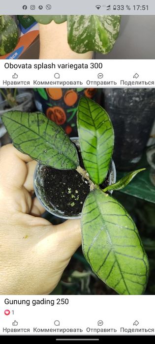 Хойя обовата суперспл,стардаст,bahoi,kalimantan,flores island gunung