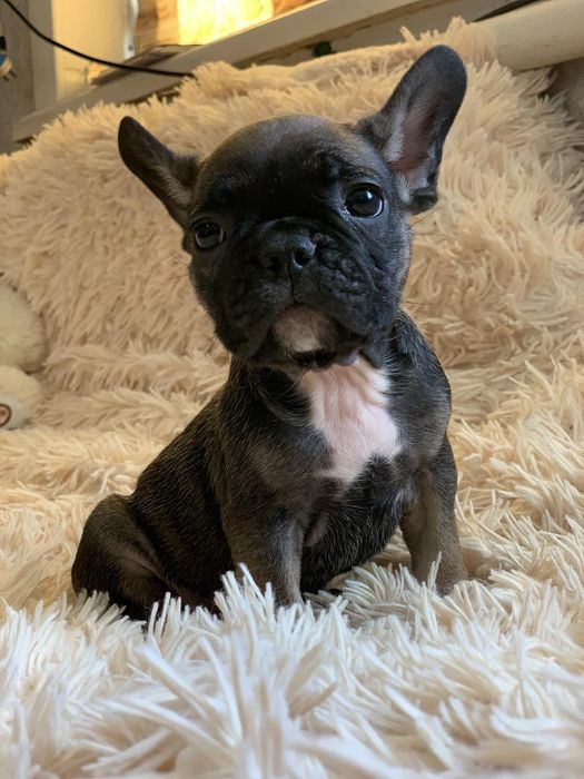 Весёлые генные французики