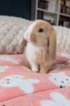 Króliki MINI LOP króliczki miniaturki małe karzełki baranki