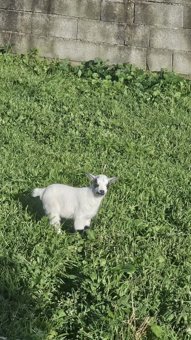 Cabrito anão  Macho
