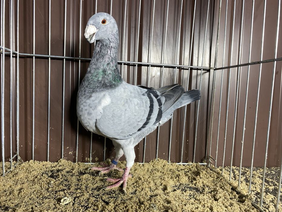 Niemiecki wystawowy samiec szymel