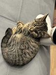 Маленький котик Тигрик має мати шанс знайти свою родину (кошеня, коти)