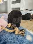 Chow Chow  ZKwP / FCI piesek smoothie