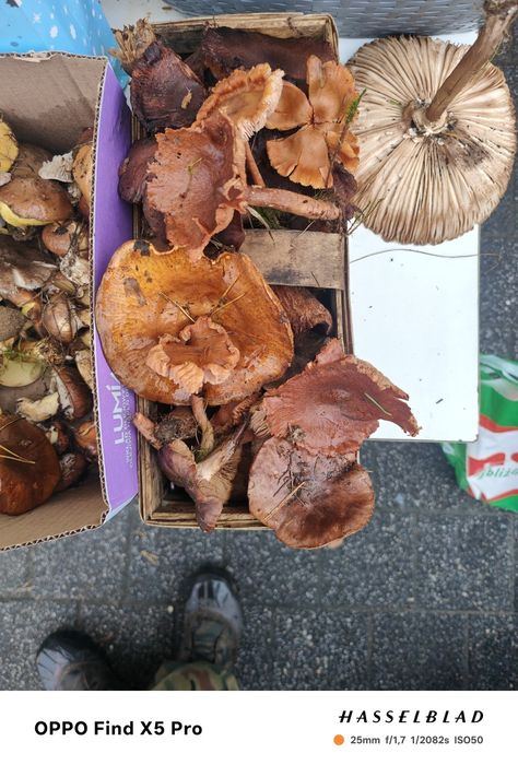 Sprzedam swieze grzyby podgrzybki rydze kanie sowy maslaki