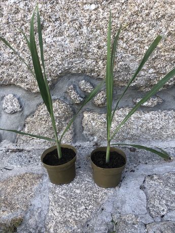 Erva-Príncipe planta altura 40 centimetros