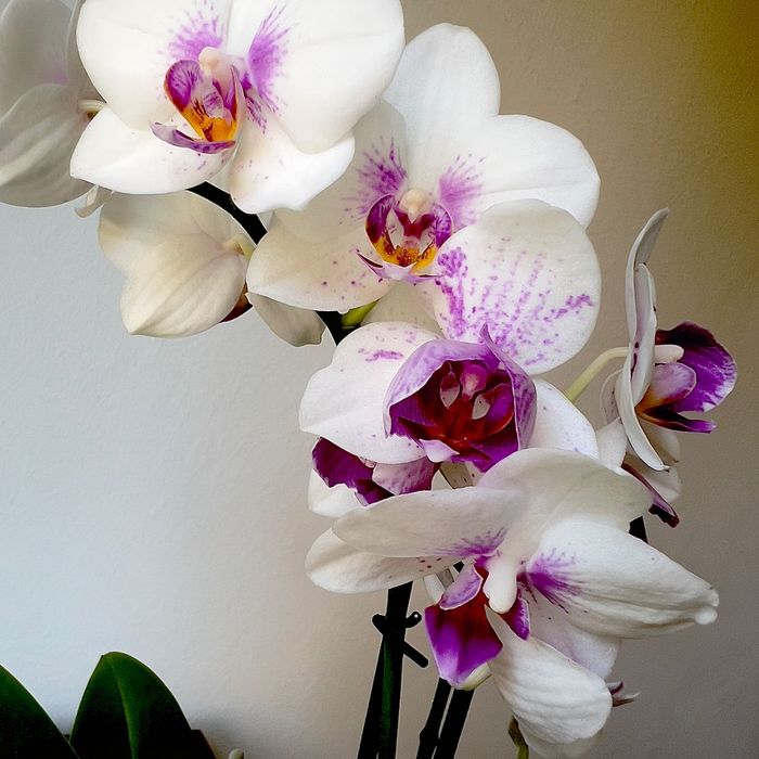 Sprzedaż storczyków