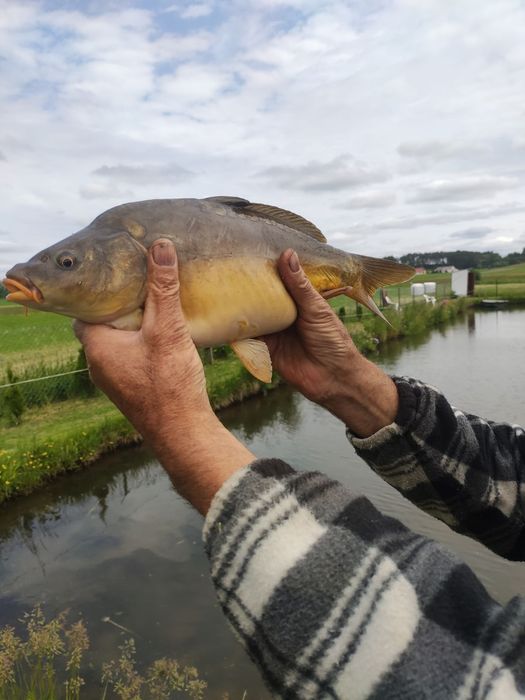 Karp i amur świeże prosto ze stawu