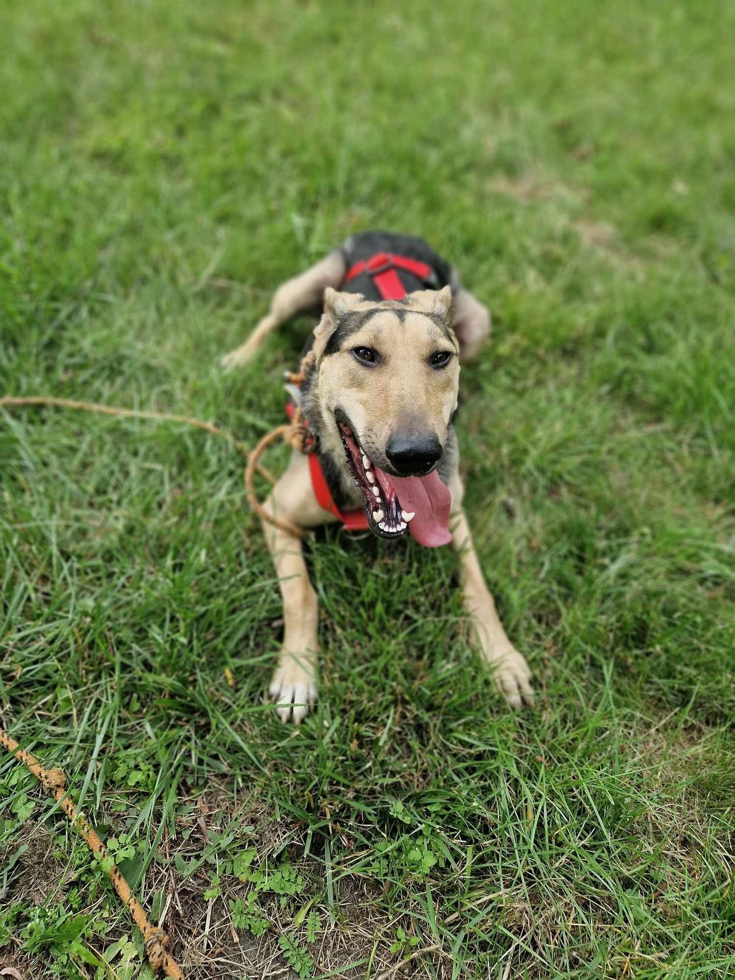 Amorek do adopcji