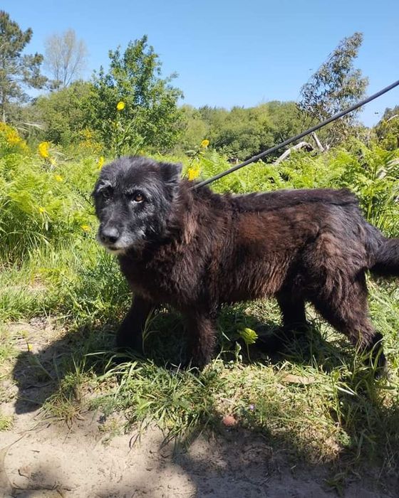 Lolipop- cachorra de porte médio/ grande para adoção