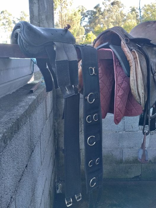 Arreio de ensino para cavalos