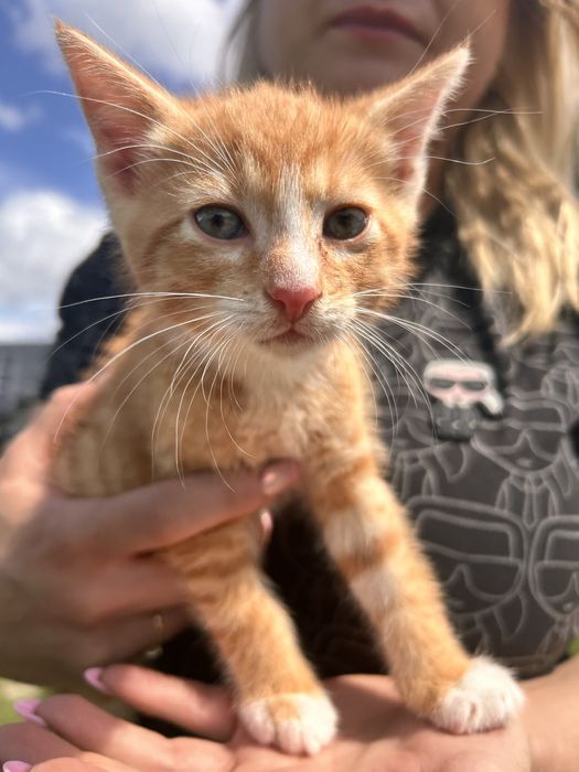 Kocięta 8 tyg szukaja domow