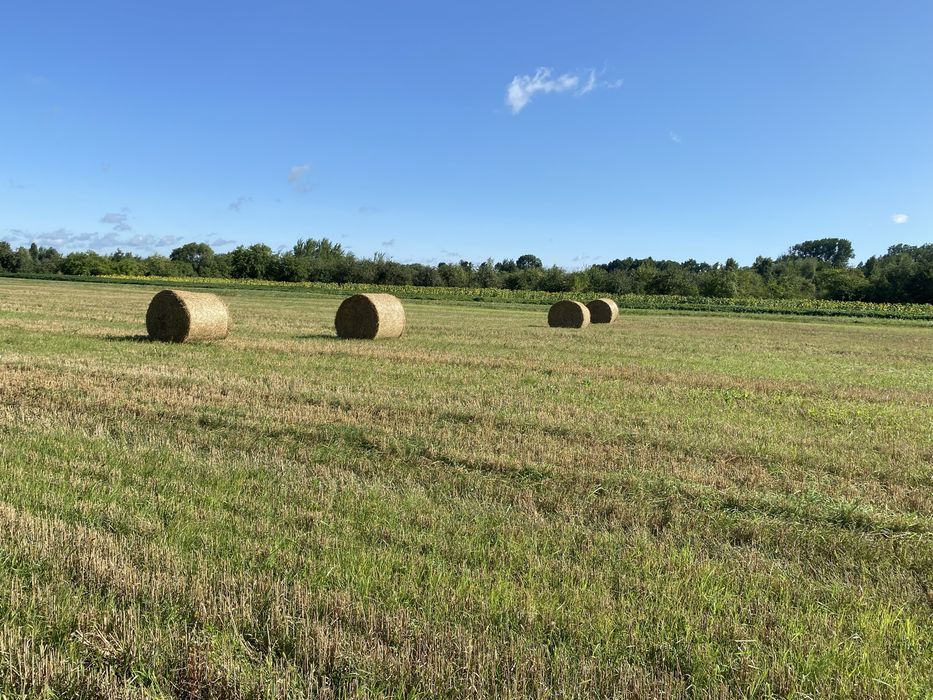 Солома пшенична і овсяна