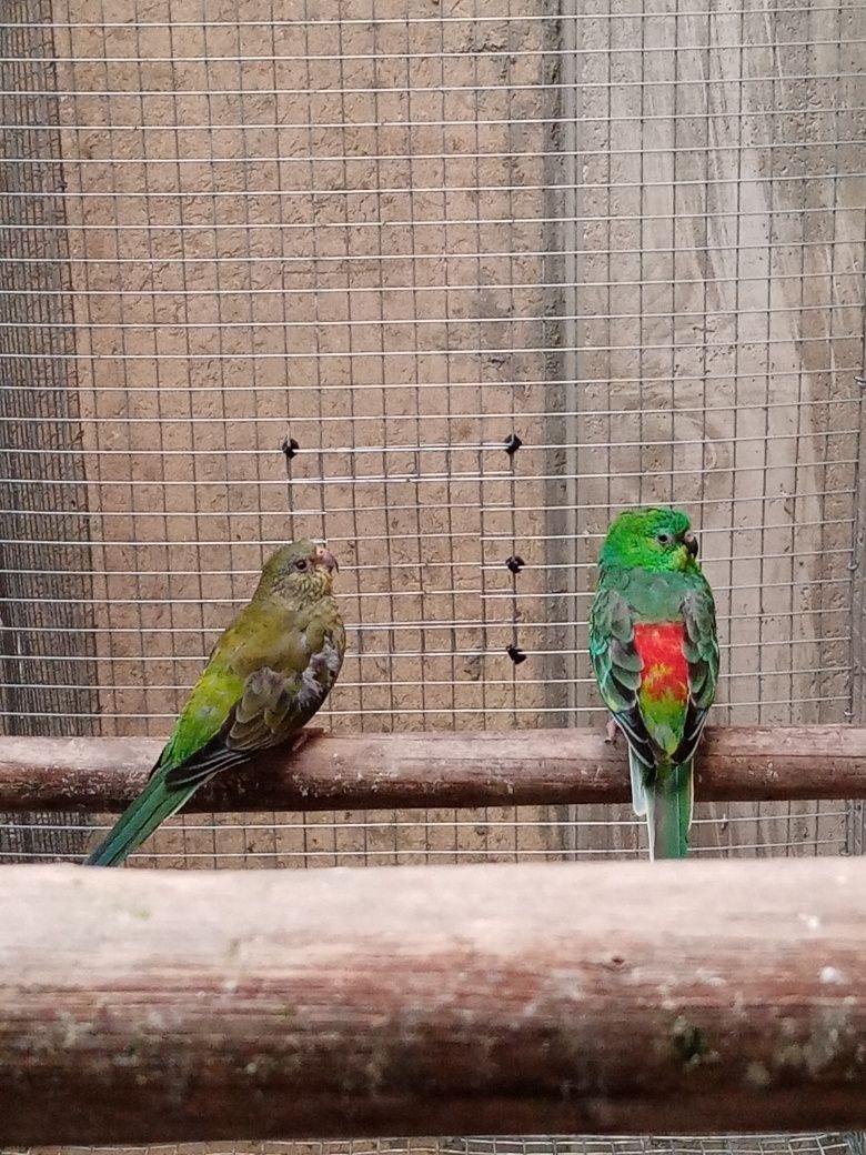 Casal de red rumped verdes