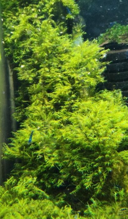 Zestaw roslin akwa/terra