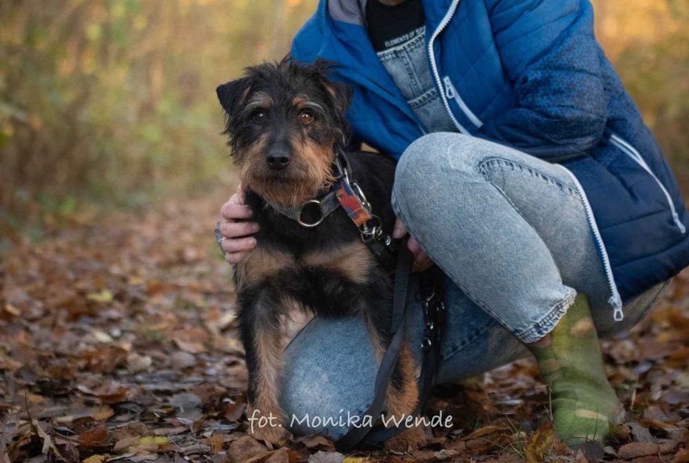 Barnej mały pies z wielkim sercem szuka swojego człowieka