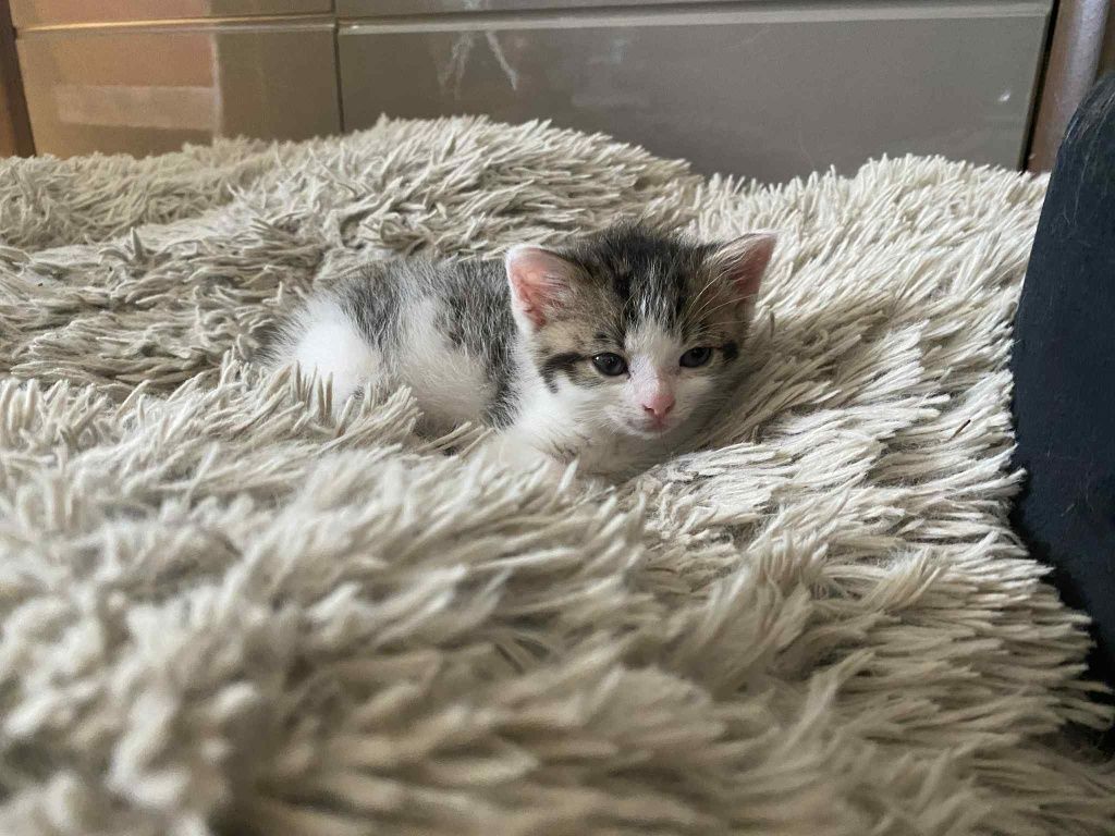 Malutka Coco szuka domku. Kot kociak kotek