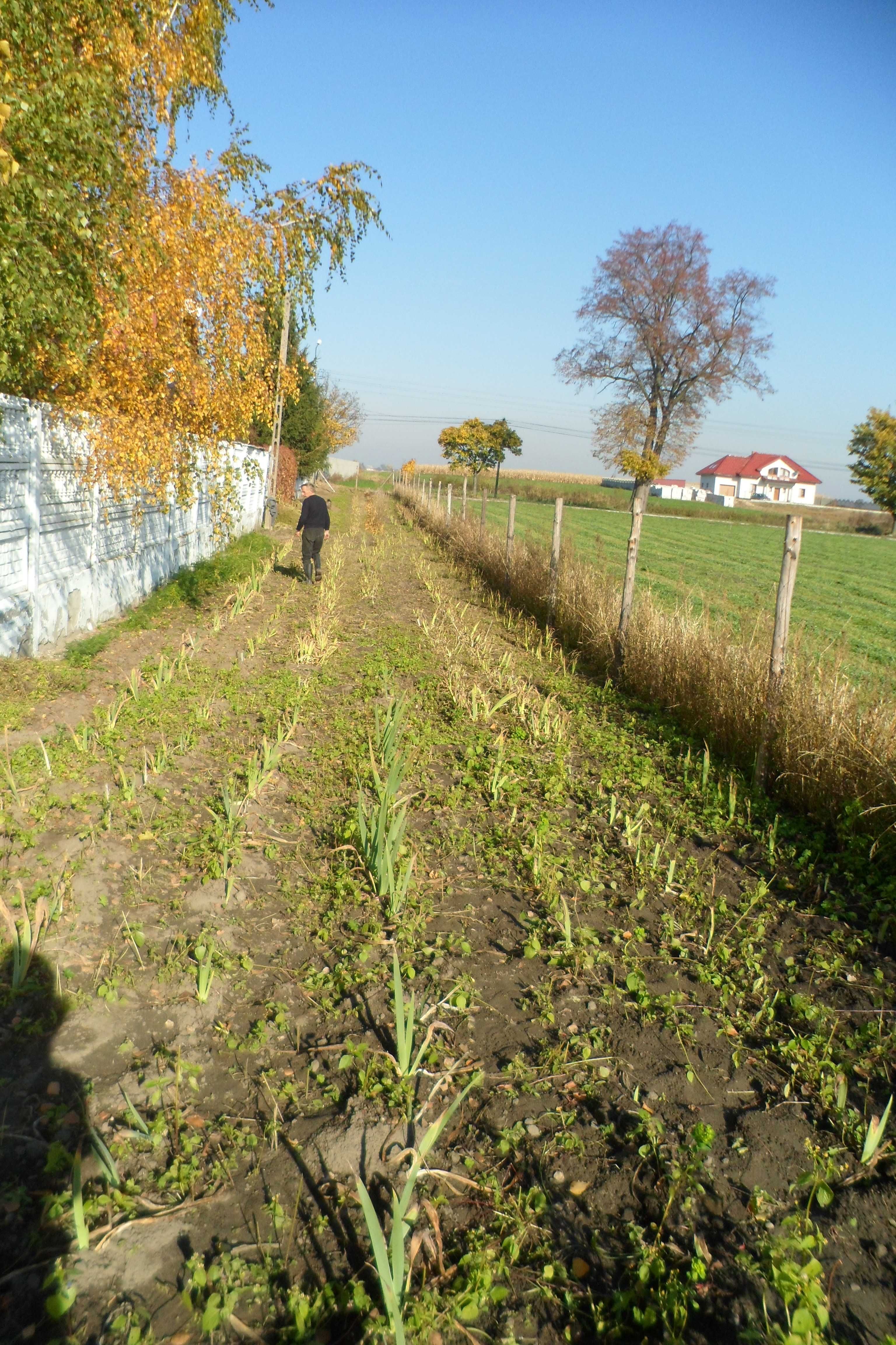 Kolekcja irysów 500 sztuk