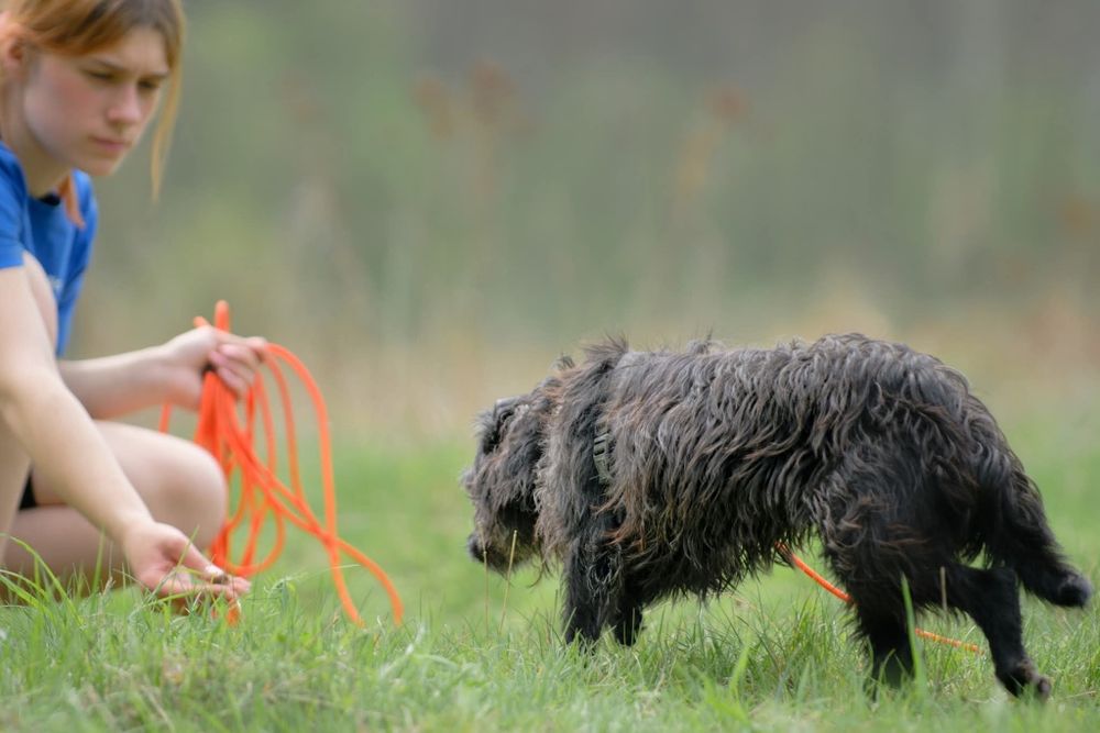 Migotka, piekna sunia do adopcji