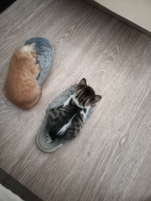 Отдам в хорошие руки котят