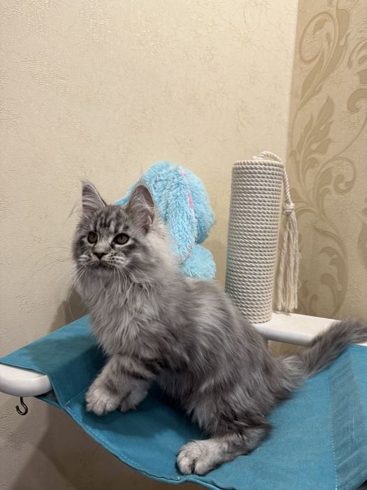 Шикарная девочка Мей кун