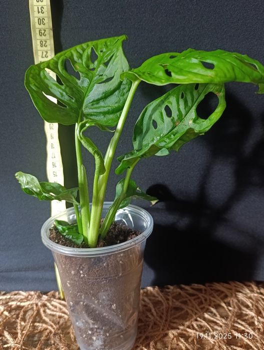 Монстера Адансона