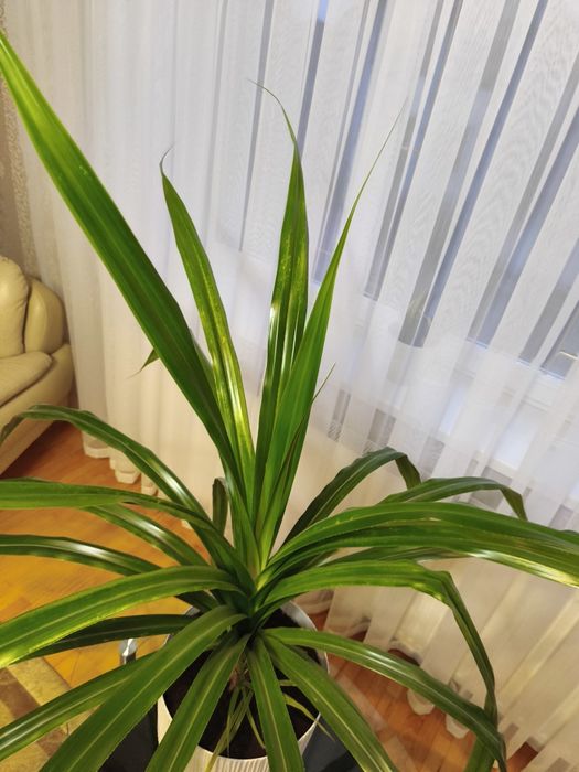 Квітка з горнятком