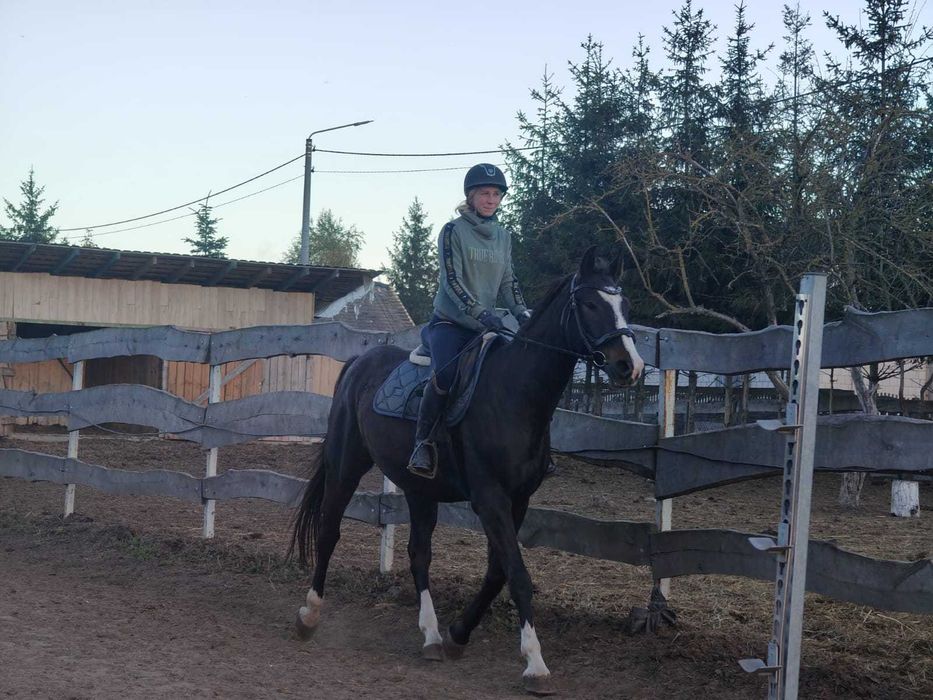 Wałach wlkp po Rumianku