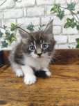 Maine Coon kocurek