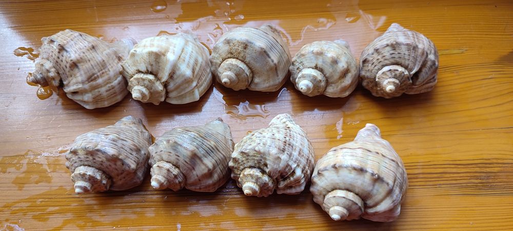 Ракушки морські для акваріума, декору