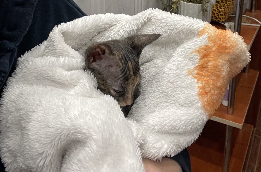 Сфінкс канадський браш дівчинка терміново