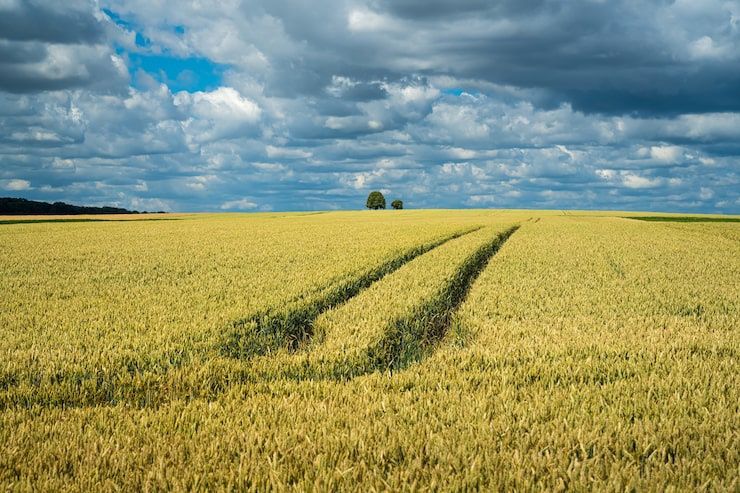 Продам земельну ділянку Пай 7.3 Га
