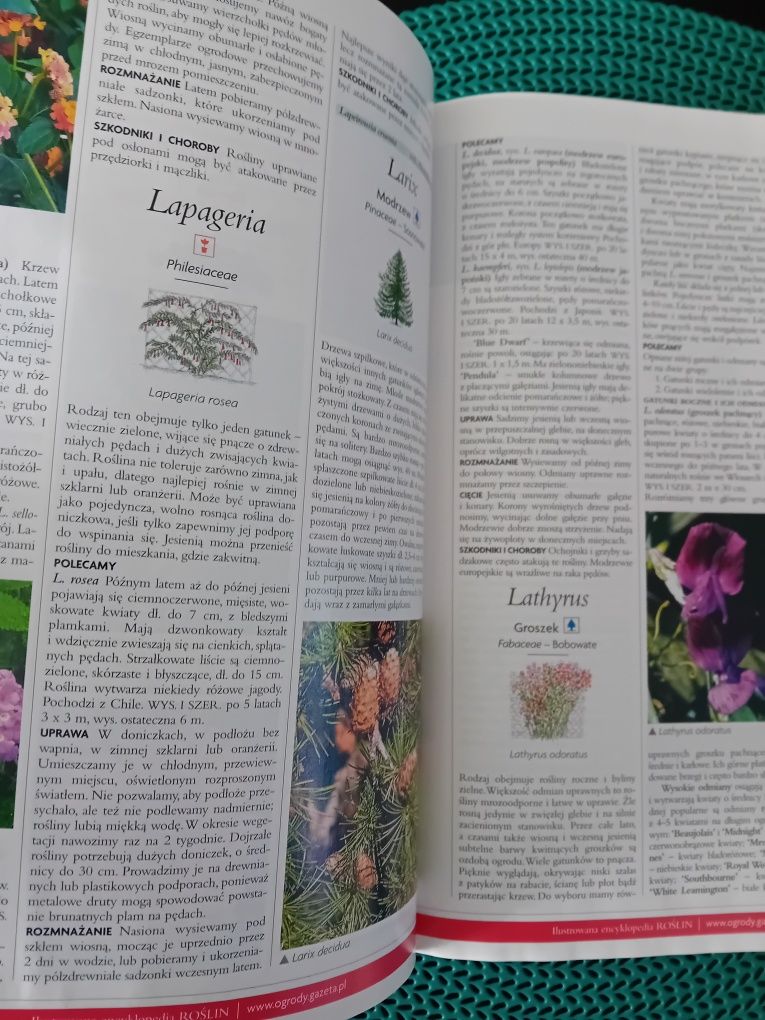 Ilustrowana encyklopedia roślin