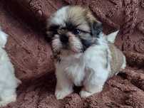 Maluszki shih tzu