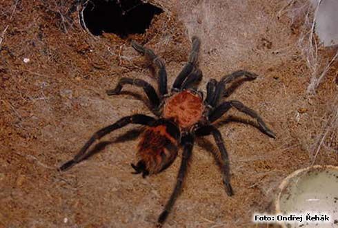 Красные тарантулы Brachypelma vagans