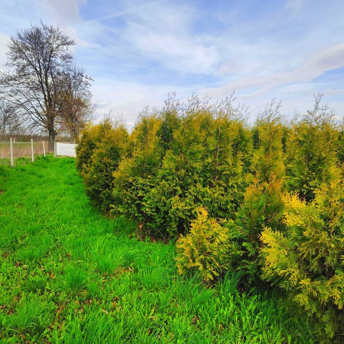 Świerk srebrzysty - jesienne nasadzenia - producent