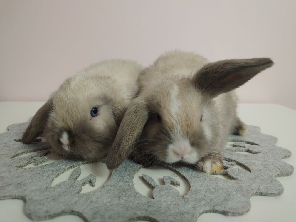 Króliki Mini -Lop