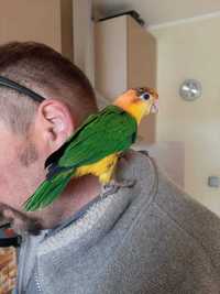 Продаю пернатого друга — попугая Каик, готового подарить вам радость