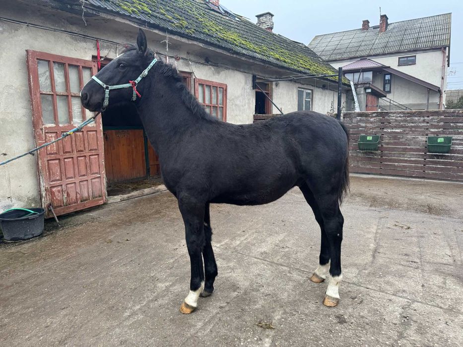 Sprzedam ogierka śląskiego