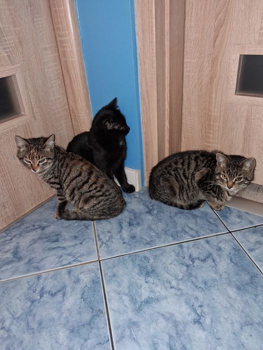 Kotki  oddam za darmo