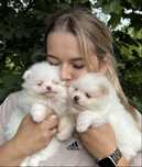 Szpic miniaturowy Pomeranian Boo Miś Zkwp FCI
