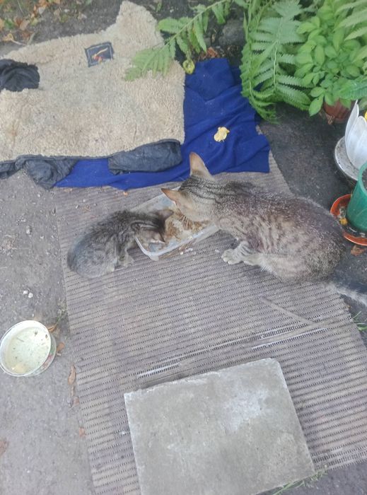 Віддам даром кошеняток,яким два місяці від народження.