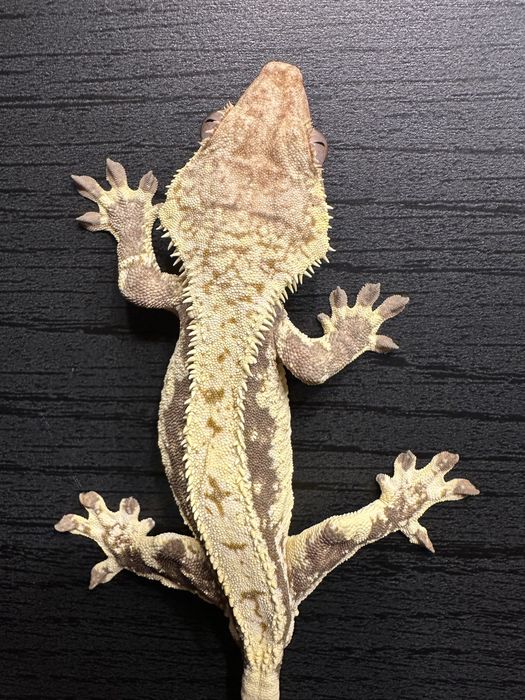 Gekon orzęsiony lilly white, dorosły samiec